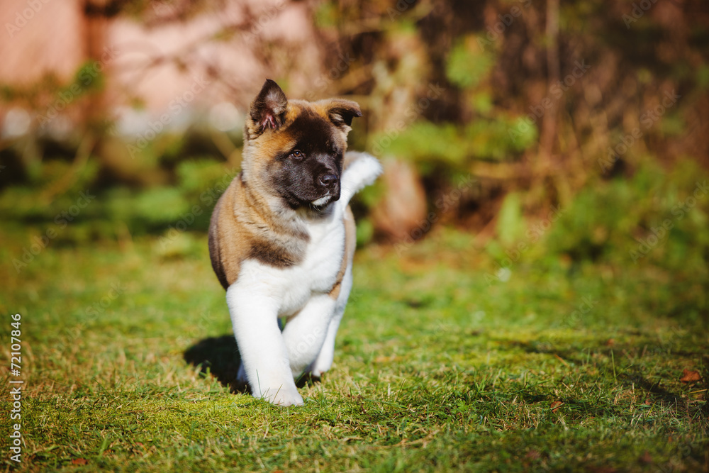 american akita puppy outdoors american akita puppy outdoors