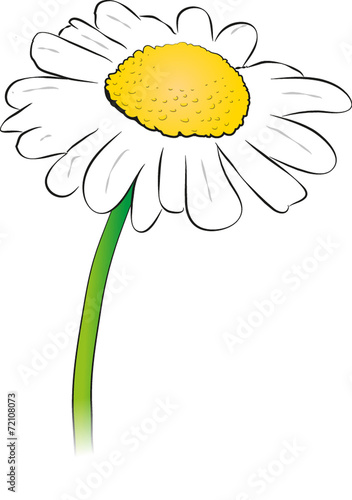 Gänseblümchen