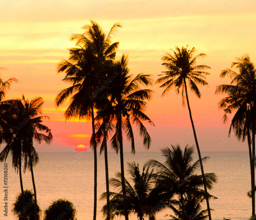 Coconut Horizon Evening Scene