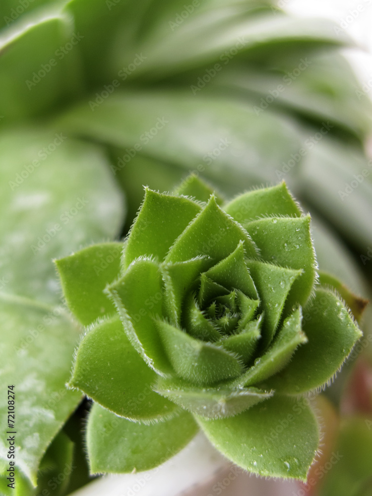 Houseleek plant, sempervivum tectorum, succulent - close up 12 Houseleek plant, sempervivum tectorum, succulent - close up 12