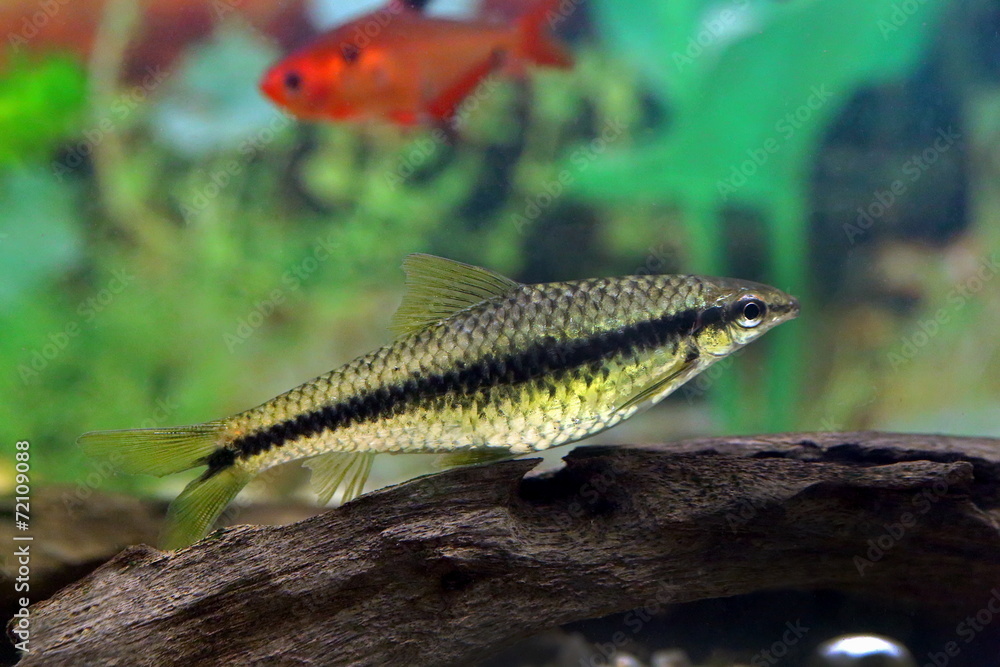 Crossocheilus siamensis Crossocheilus siamensis