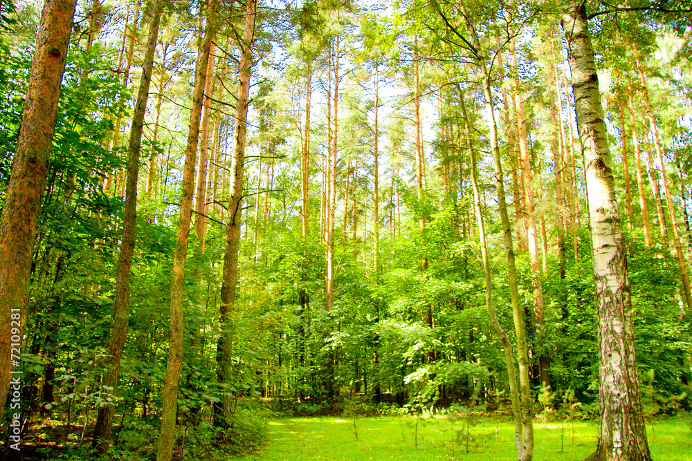 Fototapeta premium Natural Background Foliage Beauty