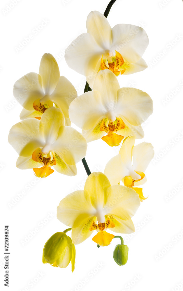 Blooming branch of yellow orchid, phalaenopsis is isolated on wh