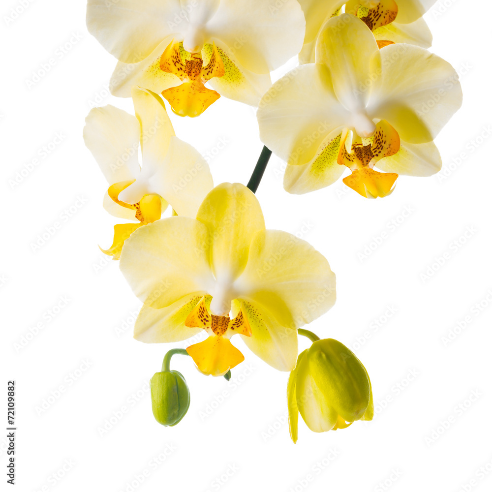 Fototapeta premium Blooming branch of yellow orchid, phalaenopsis is isolated on wh