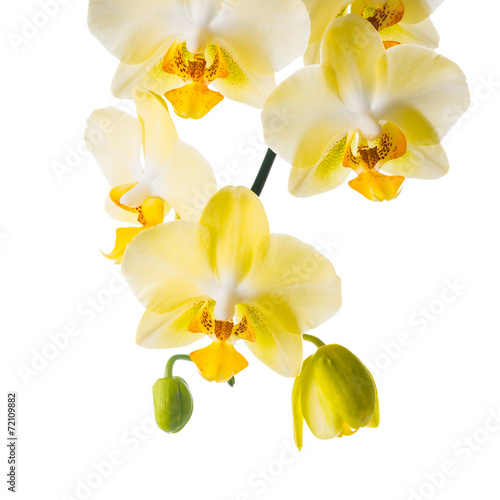 Blooming branch of yellow orchid, phalaenopsis is isolated on wh