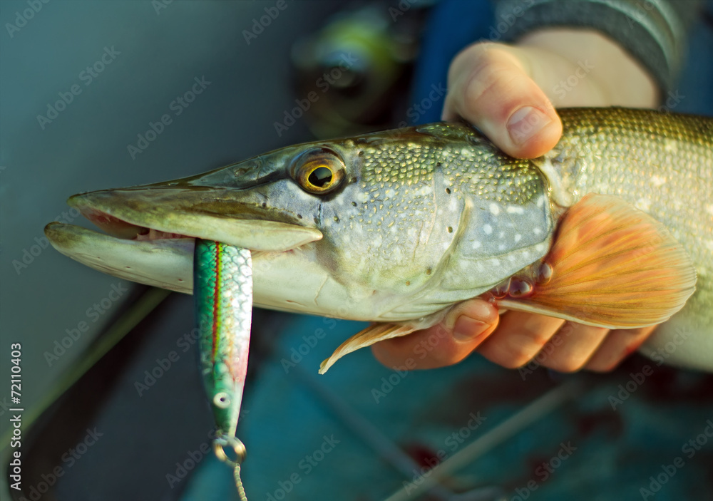 Pike in his hands Pike in his hands