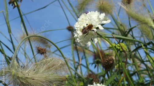 Hummel auf weisser Dahlie im Wind
