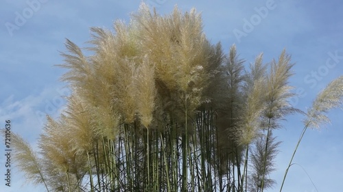 Schilfbüschel im Wind