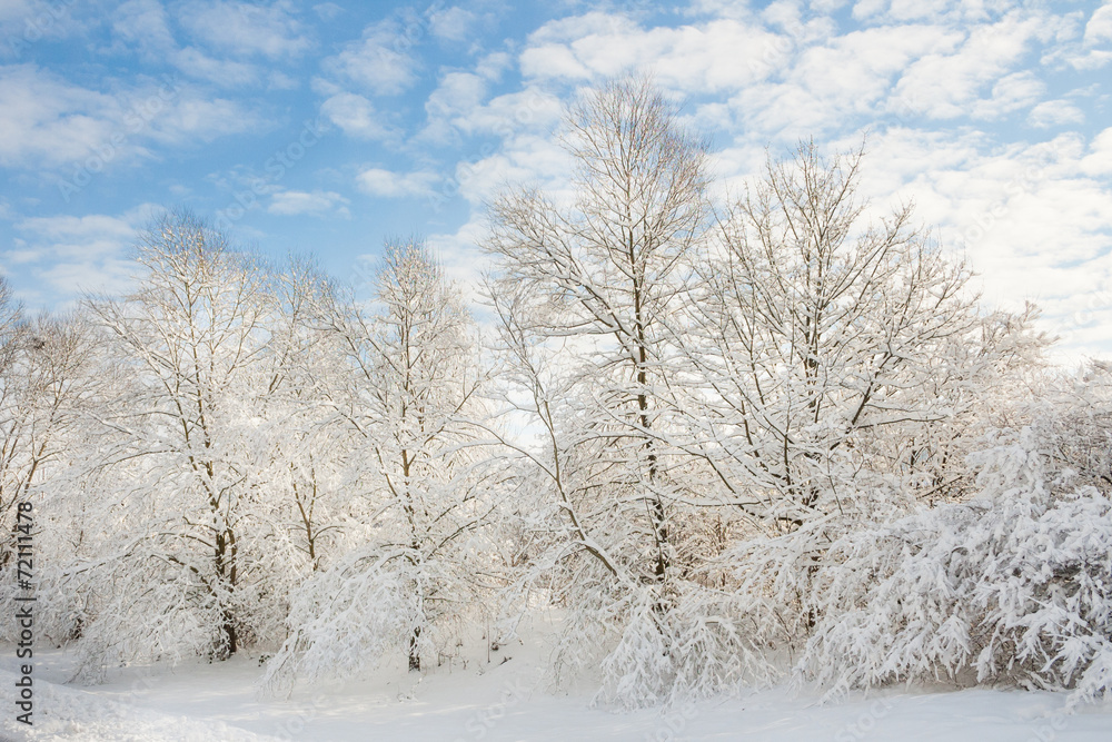 winter wonder land - winter forest winter wonder land - winter forest