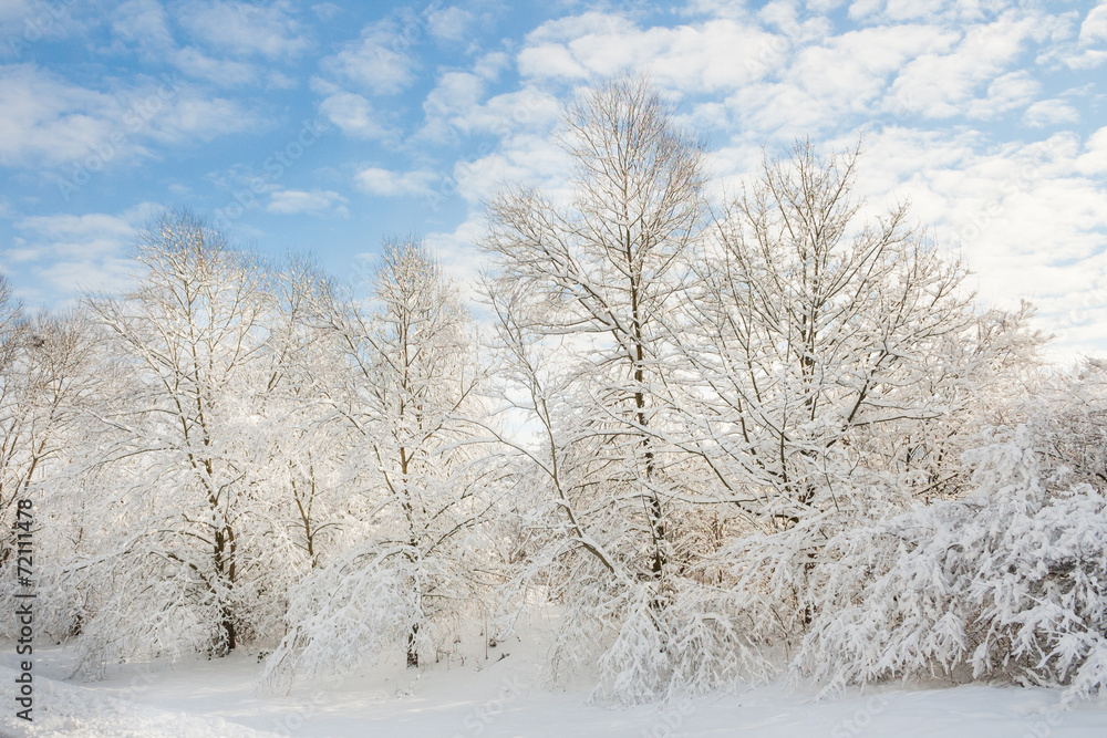 winter wonder land - winter forest