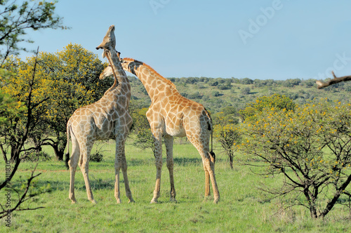 Two necking Giraffes