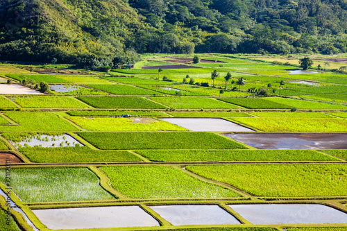 Hanalei Valley Details in Kauai