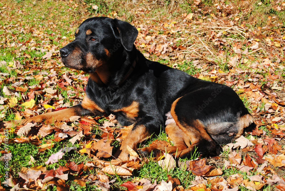 Old Rottweiler Laying in the Autumn Leaves