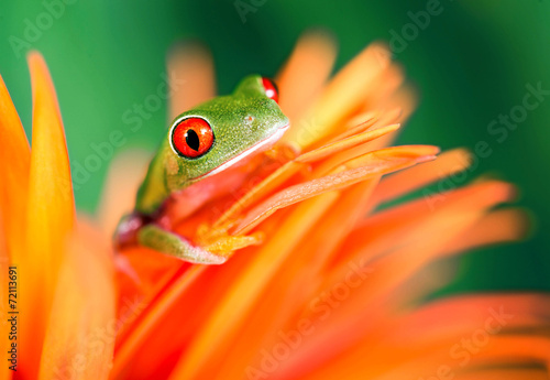 Rotaugenlaubfrosch auf oranger Blüte