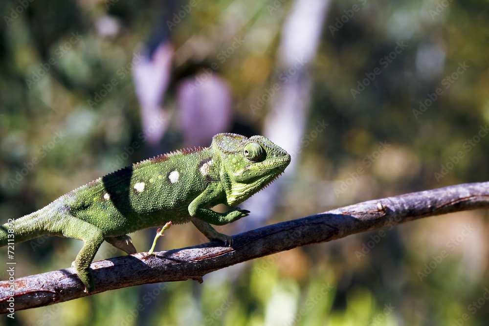 Carpet Chameleon (Furcifer lateralis) - Rare Madagascar Endemic Carpet Chameleon (Furcifer lateralis) - Rare Madagascar Endemic