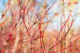 red dogwood bush