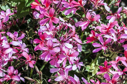 Fototapeta Naklejka Na Ścianę i Meble -  red storksbills in the meadow