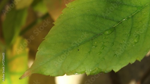 Wassertropfen auf einem Blatt