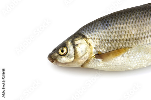 Raw fish isolated on white background