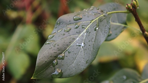 Wassertropfen auf einem Fliederlatt
