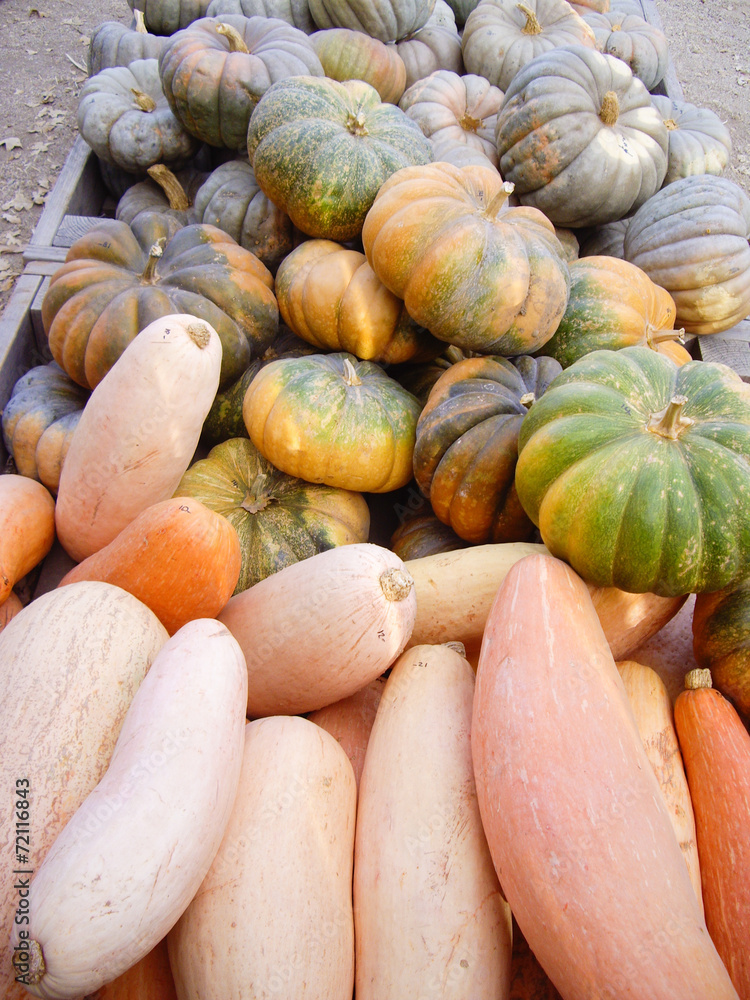 Halloween Gourds Halloween Gourds