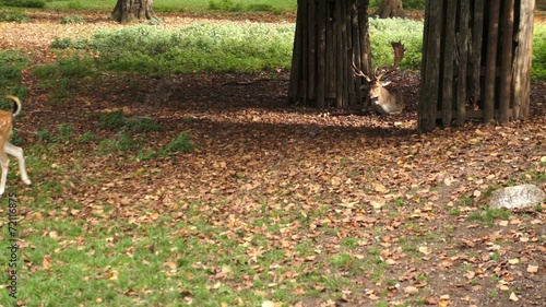 Reh und Hirsch im Park