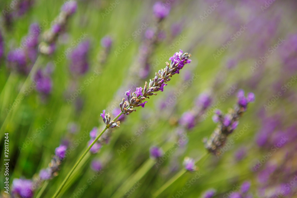 Lavender fields near Valensole in Provence, France. Lavender fields near Valensole in Provence, France.