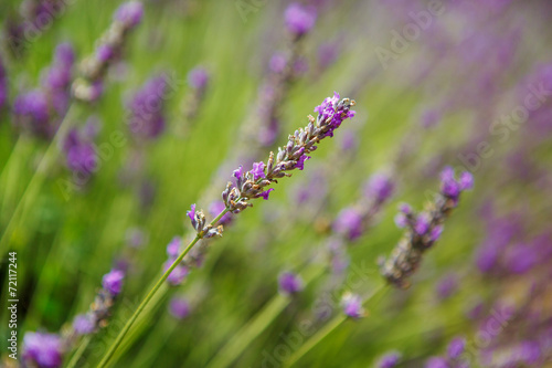 Lavender fields near Valensole in Provence  France.