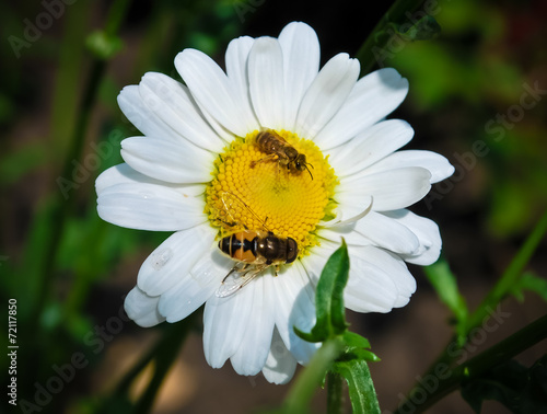 White camomile with bees