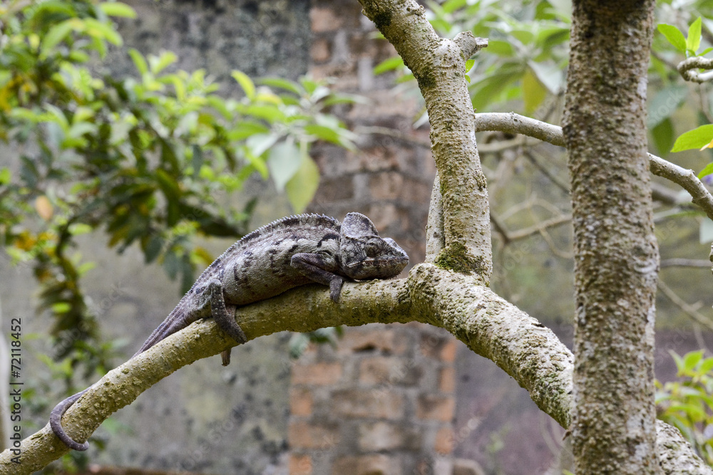 Oustalet's Chameleon (Furcifer Oustaleti) - Rare Madagascar Ende