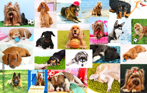 Photography Collage of pretty dogs