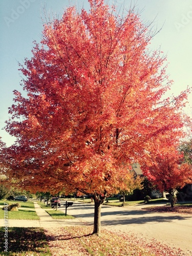 Картината върху платно autumn red maple tree on a street