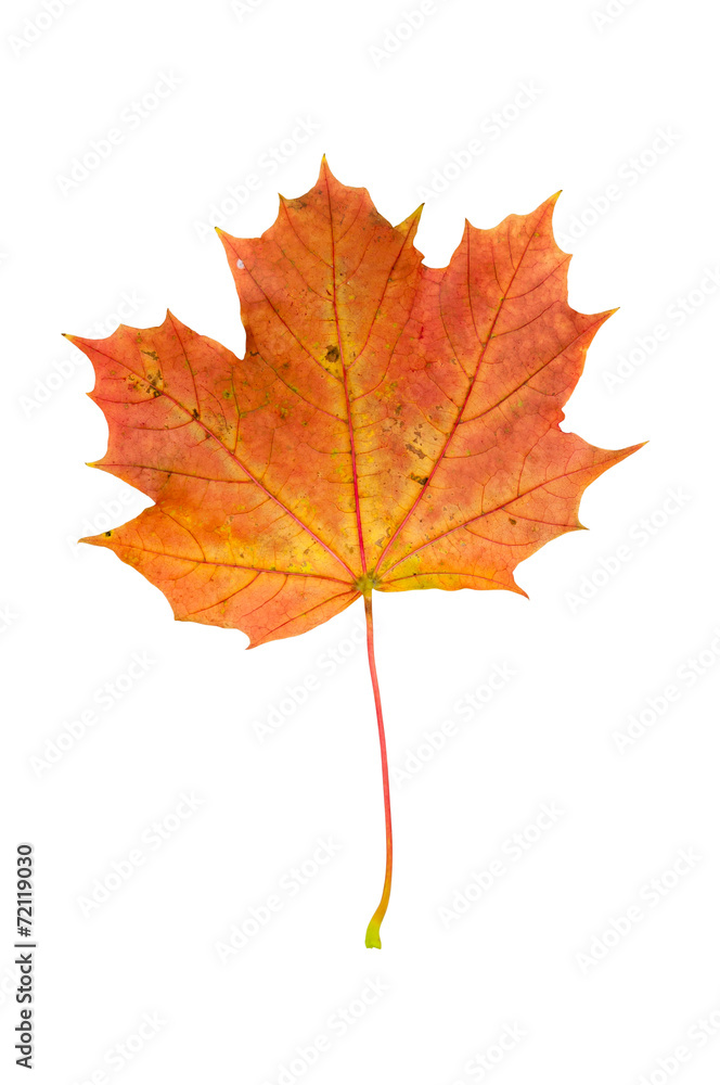 Red autumn maple leaf isolated on white background Red autumn maple leaf isolated on white background
