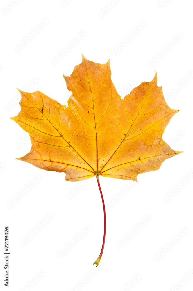 Yellow autumn maple leaf isolated on white background Yellow autumn maple leaf isolated on white background