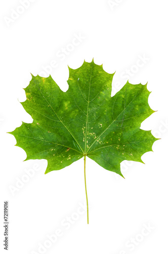 Green maple leaf isolated on white background