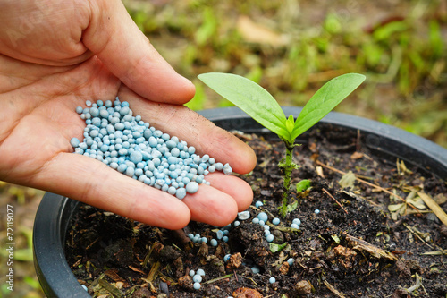 a hand giving fertilizer to a young plant in a plastic pot