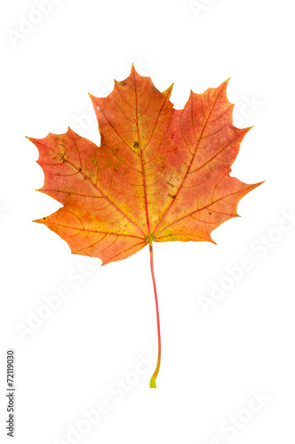 Red autumn maple leaf isolated on white background