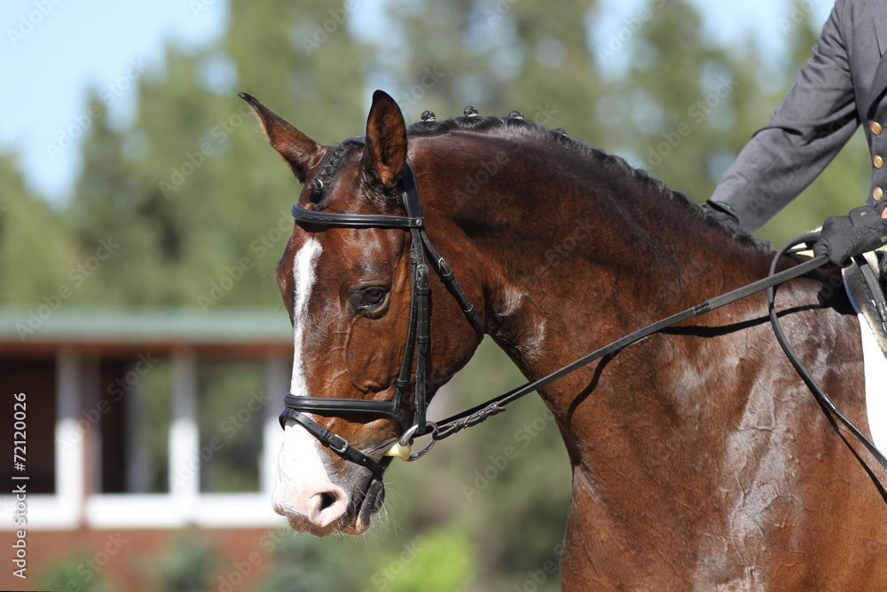 Obraz premium Portrait Turnierpferd