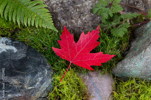 Single Red Maple Leaf in final fall stage color