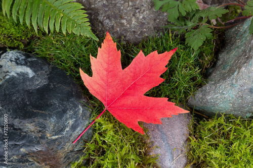 Colorful Maple Leaf on Rocks and Moss © tab62