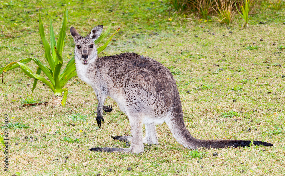 Fototapeta premium wet kangaroo