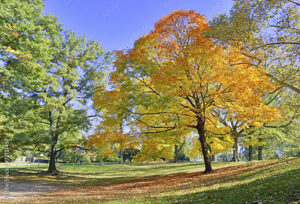 Autumn Color: Fall Foliage in Central Park, Manhattan New York