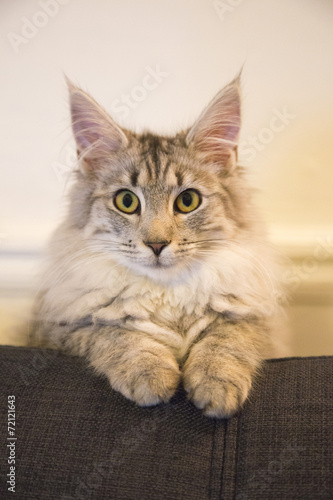 Cute purebred cat on the sofa