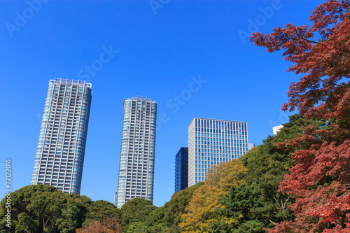 Fototapeta Naklejka Na Ścianę i Meble -  Autumn leaves in Hamarikyu Gardens, Tokyo