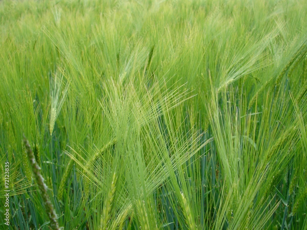 as- Sommerfeld 2 as- Sommerfeld 2
