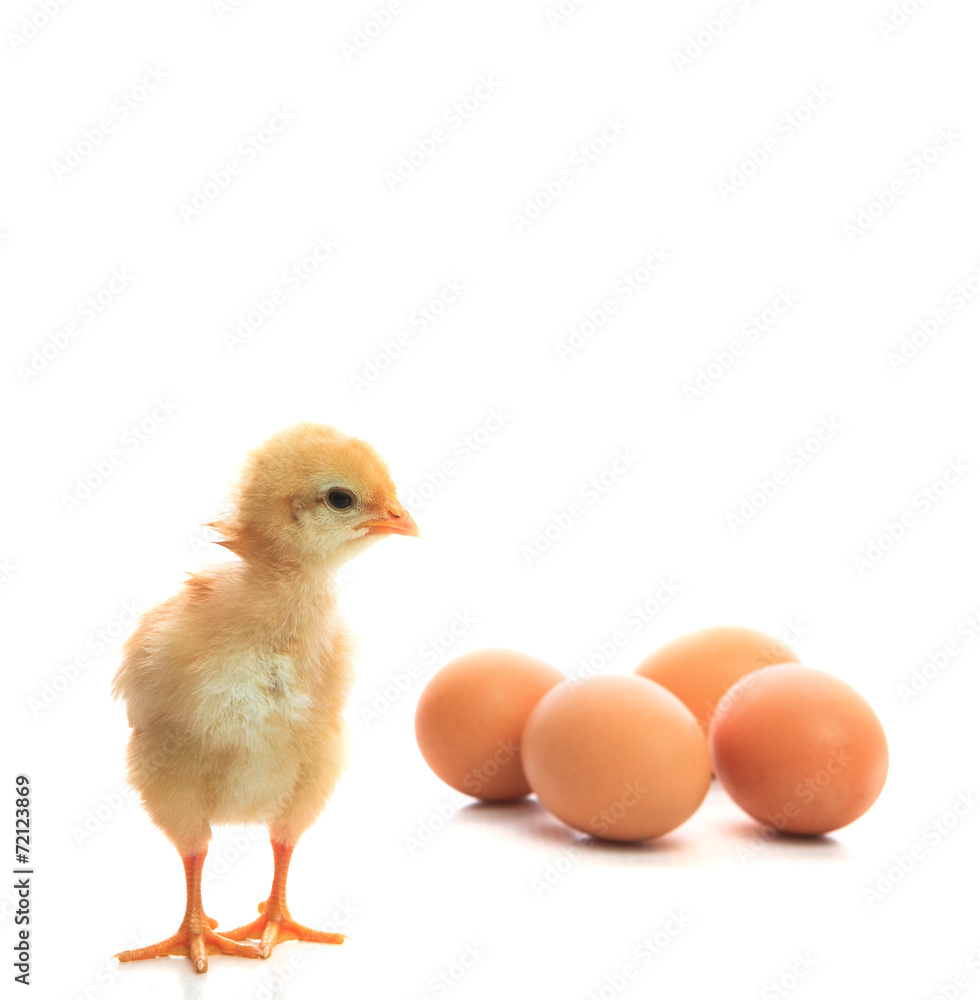 new born chick and eggs on white use for new beginning conceptio new born chick and eggs on white use for new beginning conceptio