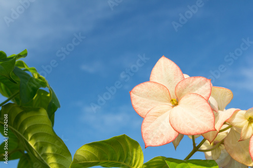 Pink  Dona Luz ( Queen Sirikit ) Flower with sky photo