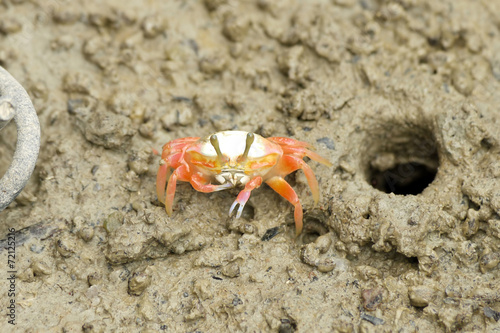 Portrait of a Young Fiddler Crab