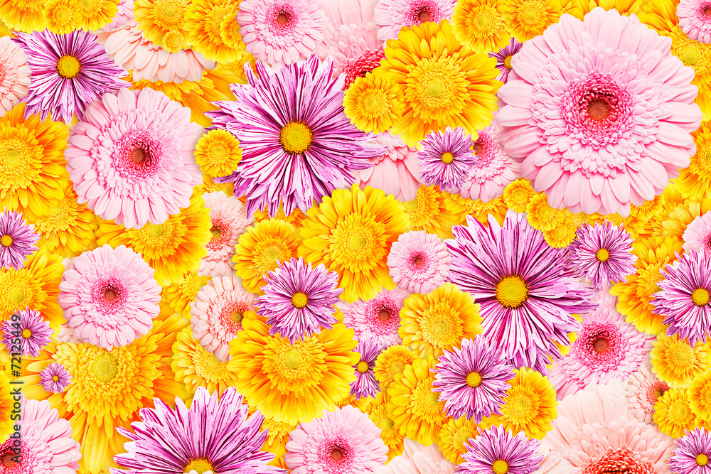 Gerbera flowers Gerbera flowers