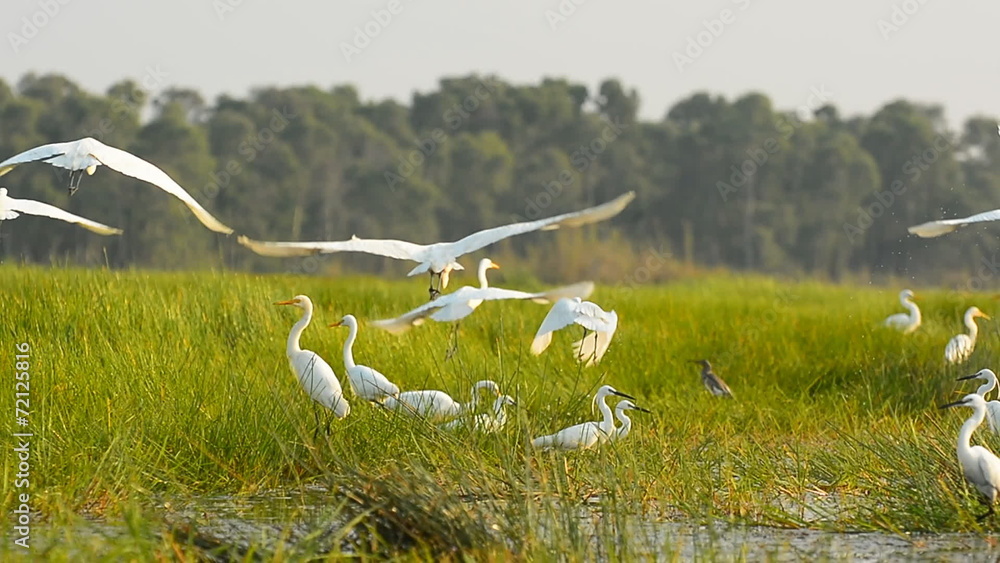white egrets in Thale Noi Waterfowl Park, Phathalung, Thailand white egrets in Thale Noi Waterfowl Park, Phathalung, Thailand
